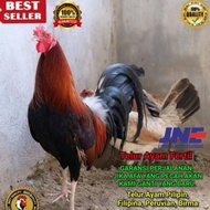 100% telur fertil ayam pilipin untuk ditetaskan -