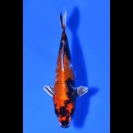 koi import jepang jenis kin showa farm hosokai 17cm ikan koi serti