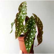 GPS Green Plant Society live plant Begonia Maculata (Rare) 秋海棠