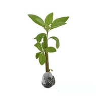 Bibit Daun Afrika Pohon Afrika Bibit Afrika