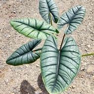 bonggolan Alocasia bisma