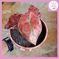 Caladium Red Plant (PTP0202)