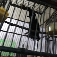 burung cililin hitam gacor