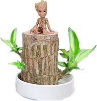 Mini Brazil Lucky Wood - Magical Sprouting Lucky Bamboo Wood, Hydroponic Potted Plant Stump Mini Plant, Indoor Lucky Wood Office Desktop ,Home Decor Gift (Brazilian Wood+Doll)