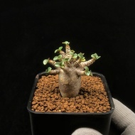 SG3524-精品泰國DHA迷你羊角沙漠玫瑰/超靚小葉🔥多肉植物小盆栽禮物🔥