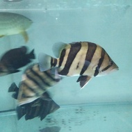 DatZ borneo 3 bar B 20cm