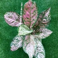 ((Dijual)) Bibit Tanaman Hias Aglonema Lady Valentine Pink Real Plant