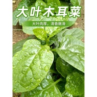 Bernih Sayur Binahong/Malabar Spinach (50 Seeds)/大叶木耳菜籽/帝王苗种子/Imperial Vegetable Seeds/Ceylon Spinac