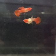 guppy albino gejala king koi