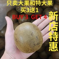 【XL Size】Luo Han Guo 罗汉果 【65mm-69mm】廣西罗汉果大粒 | Monk Fruit | Lou Han Guo  Luo Hon Ko Monk Fruit Herbal Tea Chinese Herb