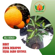 Bibit buah jeruk dekopon