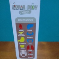 HUMAN BODY MODEL TOY