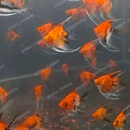 ikan hias manfish red devil