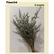 (Caspia by Pawché) Caspia Hamster Cage Decoration