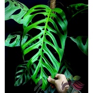 [Indoor Plant] Monstera Esqueleto Rare Plant by LS Group