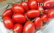 【採收中！微笑田園 - 甜美玉女小番茄10入組】生產溯源掛保證小蕃茄，營養美味又安心