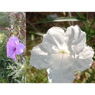 POKOK BUNGA RUELLIA.