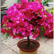 Double Red Bougainvillea Potted Plants with Flowers Bougainvillea Seedlings Ground Flower Varieties 