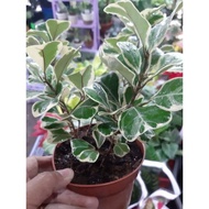 ™✆Ficus Triangularis/Deltoidea