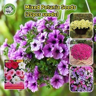 Legit Morning glory Mixed-colors Petunia Seeds (High Germination) petunia flower seeds Mixed Colors 