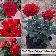 Red Rose Seeds (200pcs/bag) Beautiful Romantic Flower Seeds Bunga Rose Hidup Benih Pokok Bunga Bonsai Flower Seeds