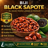 PREMIUM BLACK SAPOTE TROPICAL FRUIT SEEDS (Per Seed)