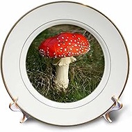 3dRose cp_3652_1 Mushroom Porcelain Plate, 8"