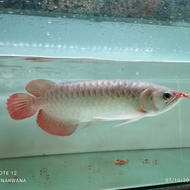 Arwana Arowana Super Red