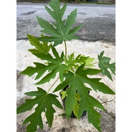 Pokok Buah Betik - Papaya