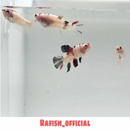 Bahanan Cupang Koi Galaxy Multi, Nemo Galaxy, Avatar Gordon 3 Bulan