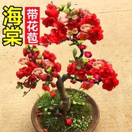 [With Flower Buds] Begonia Flower Potted Plant Begonia Saplings Complex Color Four Seasons Begonia B