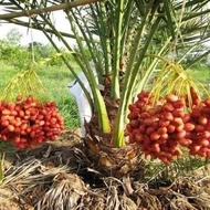 BARU!! Bibit Tanaman Buah Kurma Thailand