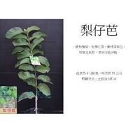 心栽花坊-梨仔拔/梨仔芭樂/4吋/嫁接苗/芭樂品種/售價160特價140