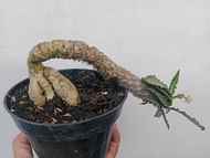 Euphorbia Franco isi bonggol besar