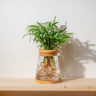 袖珍椰子 三角水耕盆栽 室內植物 觀葉植物 禮物 水培