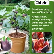 Anak pokok buah tin blackjack, pokok buah tin segar buah pelik TD Farm