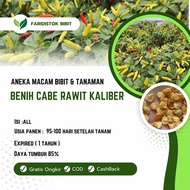 500 biji benih cabe rawit kaliber / cabe setan kaliber