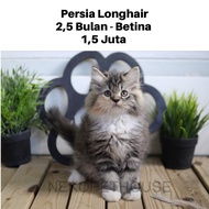 Persia Kitten Kucing Anak Kucing