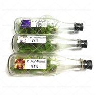 Anggrek Vanda Dalam Botol | Anggrek Vanda koleksi | Anggrek Botolan