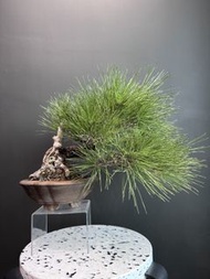 日本🇯🇵黑松 Black Pine ｜植物 盆景 盆栽 bonsai 楓葉 塊根 多肉植物