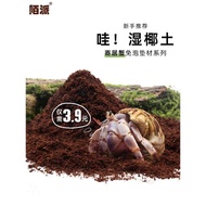 濕椰土苔蘚爬寵蝸牛保溫寄居蟹