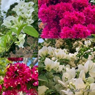 Rare Bougainvillea (CUTTINGS ONLY) 2pcs Cuts