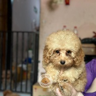 Terbaru Anjing Poodle Puppy - Jual Anjing Poodle Anakan - Anakan