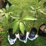 Benih Anak Pokok Mangga Harum Manis