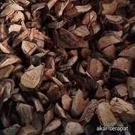 akar serapat/kulit serapat/param eria polyneura 💯 ASLI