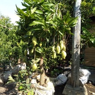 Terlaris Terlaris pohon mangga okyong sudah buah