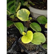 live plants, aglaonema,any kinds of calathea &amp; wings of angel