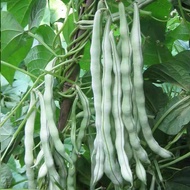 Benih Kacang Buncis Putih - 15seed | White French Bean |白条四季豆种子