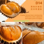 Anak Pokok Durian D14 Kawin 2 Feet ++