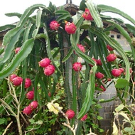 (3btg) Benih / keratan batang pokok naga (dragon fruit) merah